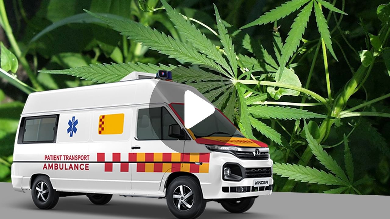 Hastings Cannabis Recovery: অ্যাম্বুলেন্সে শুয়ে রোগী, পাশে অক্সিজেন সিলিন্ডার, সিটের নীচে লুকিয়ে কী?