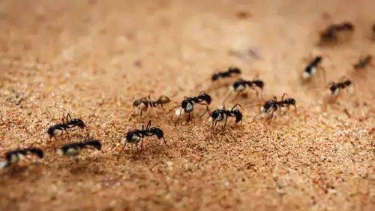 Vastu Tips: ঘরের এই কোণে পিঁপড়ের দেখা মিলেছে? বাস্তু মতে আসতে পারে শুভ সংবাদ