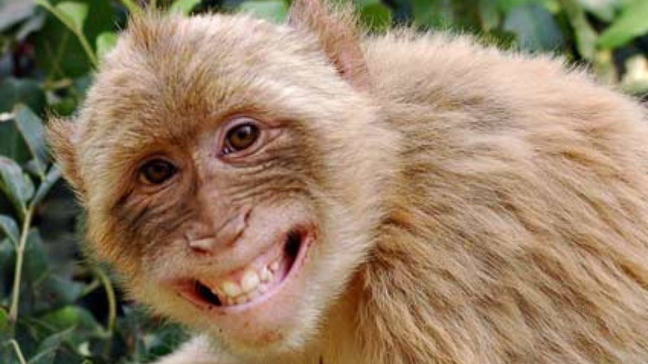 Swapna Shastra: স্বপ্নে বানর দেখার পেছনে লুকিয়ে আছে গভীর অর্থ, কী বলছে স্বপ্নশাস্ত্র?