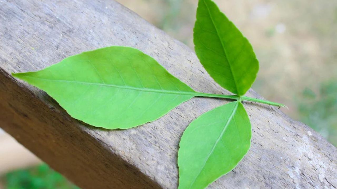 Belpatra Astro Benefits: যেখানে সেখানে বেল গাছ পুঁতবেন না! জীবনে ভয়ঙ্কর ভুল করতে না চাইলে বেল গাছ লাগানোর সঠিক রীতি জানুন।