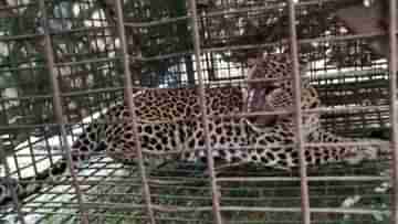 Cheetah in cage: ছটফট করছে চিতাবাঘ, গর্জন শুনে ঘুম ভাঙল বাসিন্দাদের