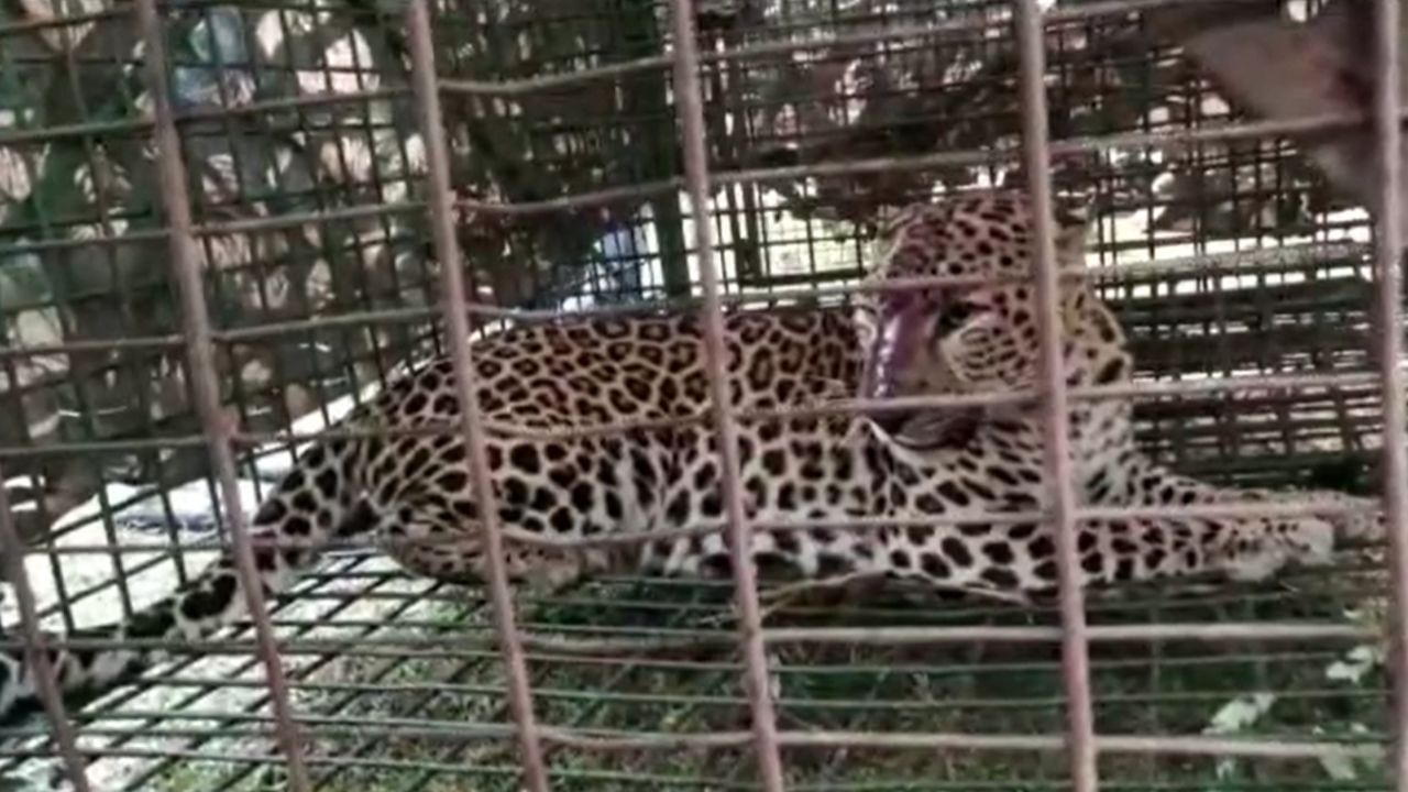 Cheetah in cage: ছটফট করছে চিতাবাঘ, গর্জন শুনে ঘুম ভাঙল বাসিন্দাদের