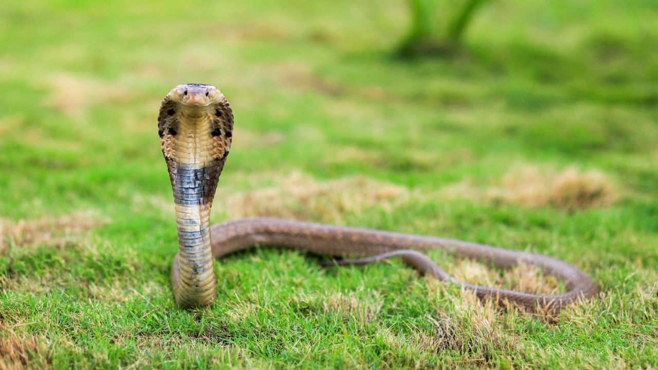 Cobra Bite: বাগানে খেলার সময় ৮ বছরের খুদের হাত পেঁচিয়ে ধরল বিষাক্ত কোবরা, বিরল মুহূর্তের সাক্ষী যশপুর