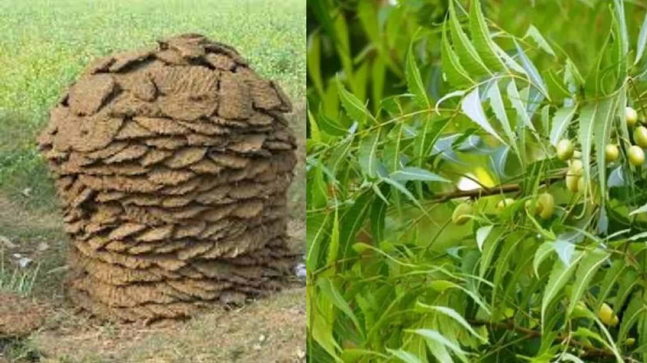 Vedik Plaster: নিম পাতা দিয়ে ইট, গোবর দিয়ে ঘরের প্লাস্টার তৈরি করে ১০ লক্ষ টাকা আয় শিবশঙ্করের