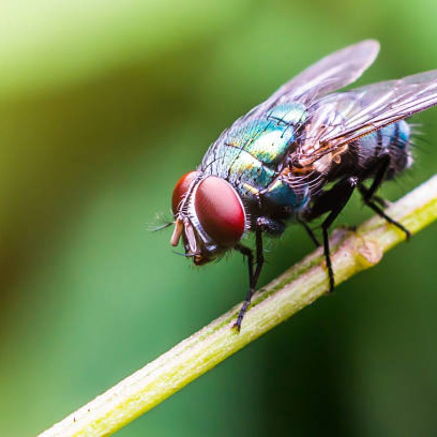 পুদিনা এবং তুলসী ঘরের মাছি তাড়াতে প্রধান উপাদান হিসেবে কাজ করে। এটি ব্যবহারের জন্য, উভয় উপাদান পিষে একটি পাউডার বা পেস্ট তৈরি করুন এবং জলে ভাল করে মিশিয়ে নিন। যে স্থানে মাছির সংখ্যা বেশি সেখানে এই স্প্রেটি ছড়িয়ে দিন।