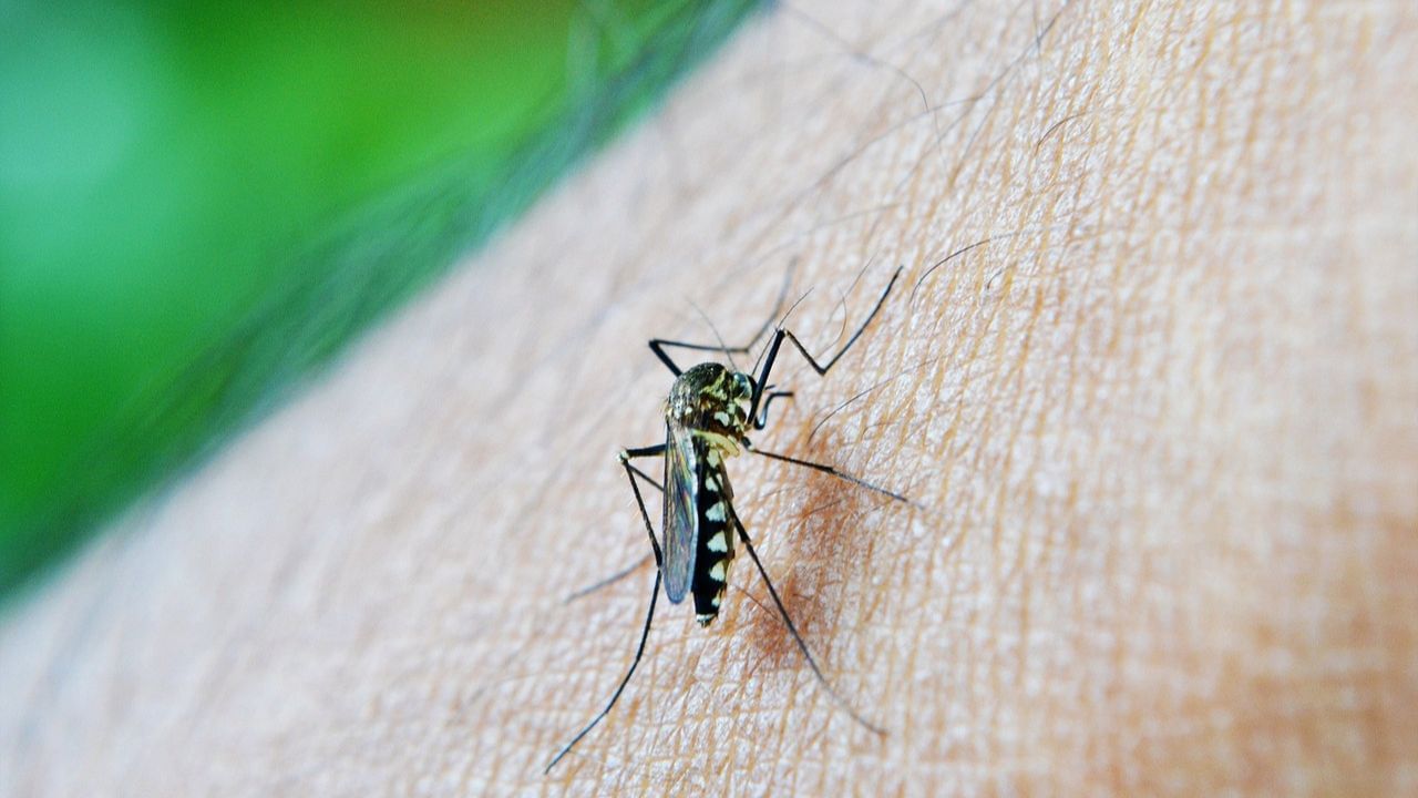Dengue Death: জ্বর সেরে গিয়েছিল, হঠাৎ শ্বাসকষ্ট, ডেঙ্গিতে মৃত্যু ১৪ বছরের কিশোরীর