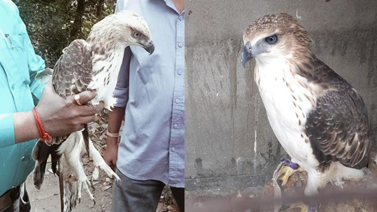 Eagle Rescue: পায়রার খাঁচায় আটকে ঈগল, শিকার ধরতে এসেই কি ফাঁদে পড়ল?