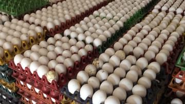 Egg Import: বিশ্বকাপের আবহে ভারত থেকে ডিম আমদানি দ্বিগুণ করল কাতার