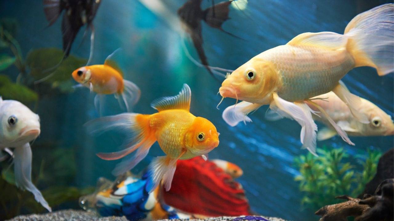 Aquarium Vastu Tips:  ফেং শুই মতে, অ্যাকোরিয়ামে মাছ মরে যাওয়া কি শুভ না অশুভ?