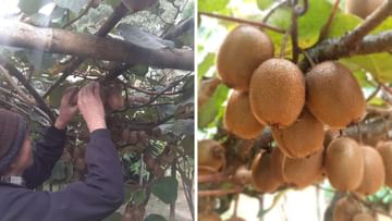Kiwi Fruits: গাছ ভর্তি থোকা থোকা বিদেশি ফল, কিনবে কে? পথ খুঁজছে প্রশাসন