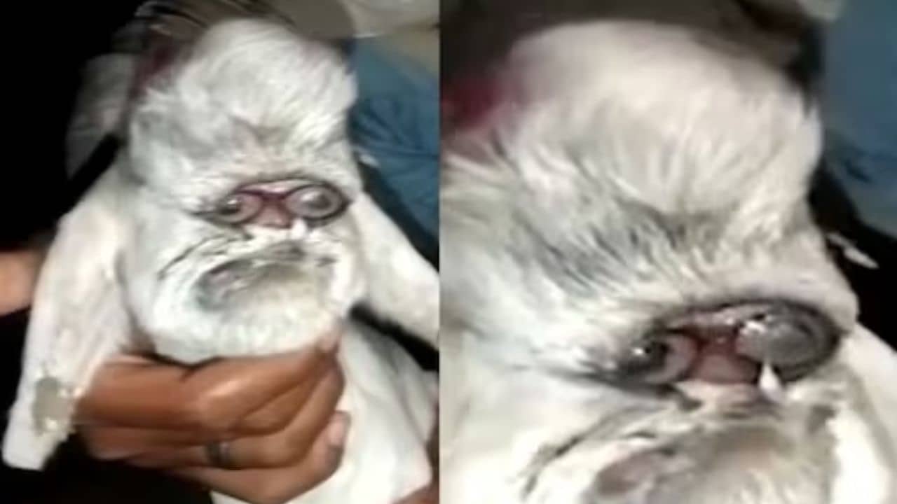 Bizzare News: মানুষের মতো দেখতে ছাগলছানার জন্ম, এই খবরে মশগুল নেটপাড়া