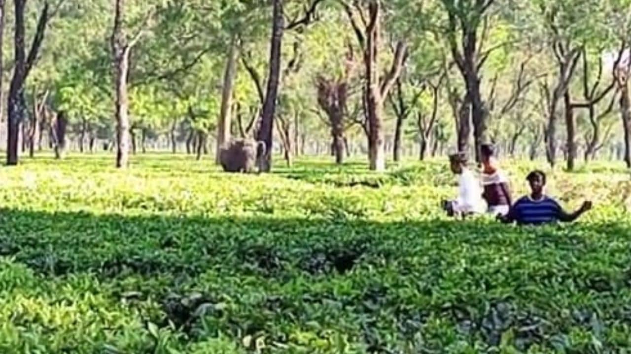 Elephant Attack: ক্ষোভে ফুঁসছিল হাতিটি, আচমকাই তুলে আছাড়, শুঁড়ে পেঁচিয়ে নিয়ে গেল আরও কিছুটা পথ...