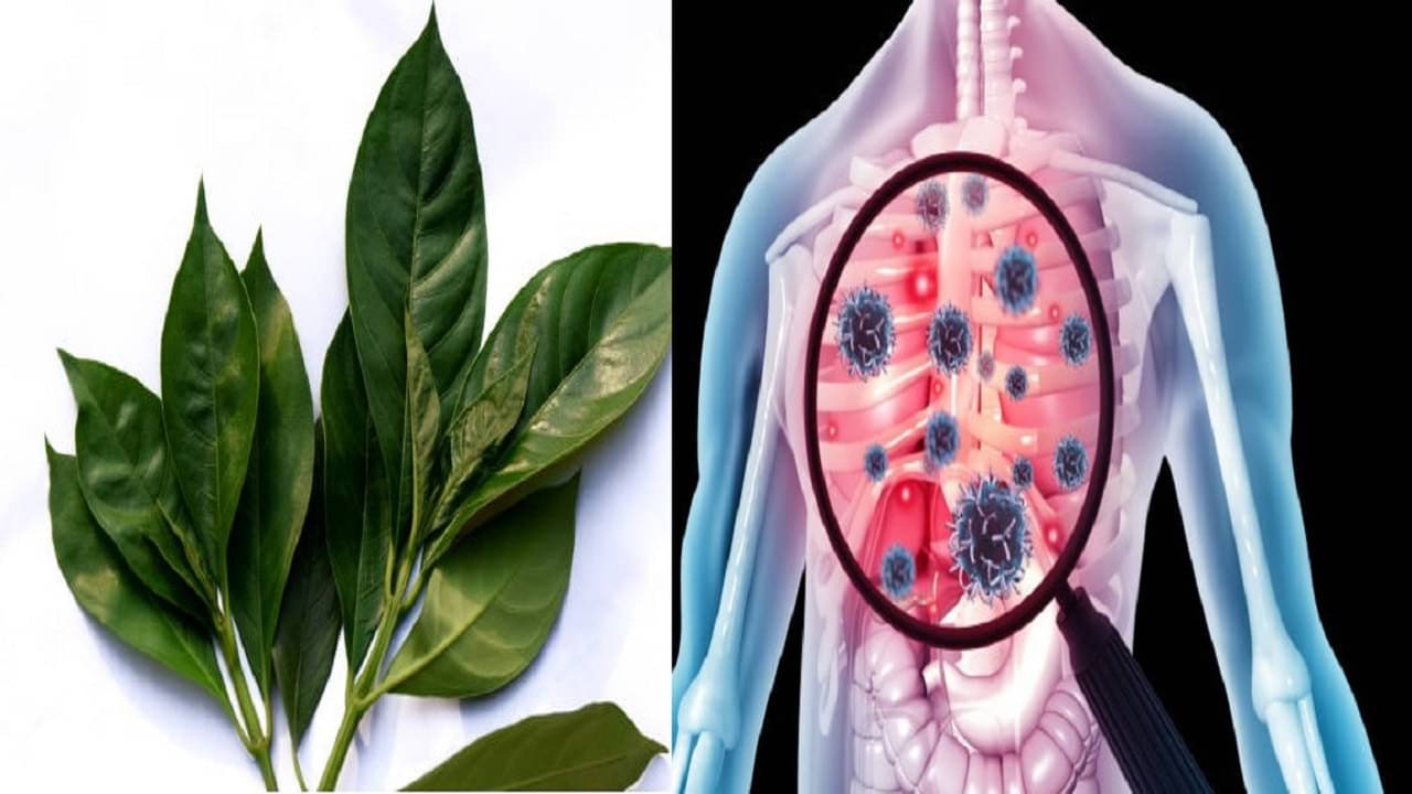 Basak pata: হঠাৎ ঠাণ্ডা লেগে কফ জমেছে বুকে? বাসক পাতাতেই লুকিয়ে সমাধান!