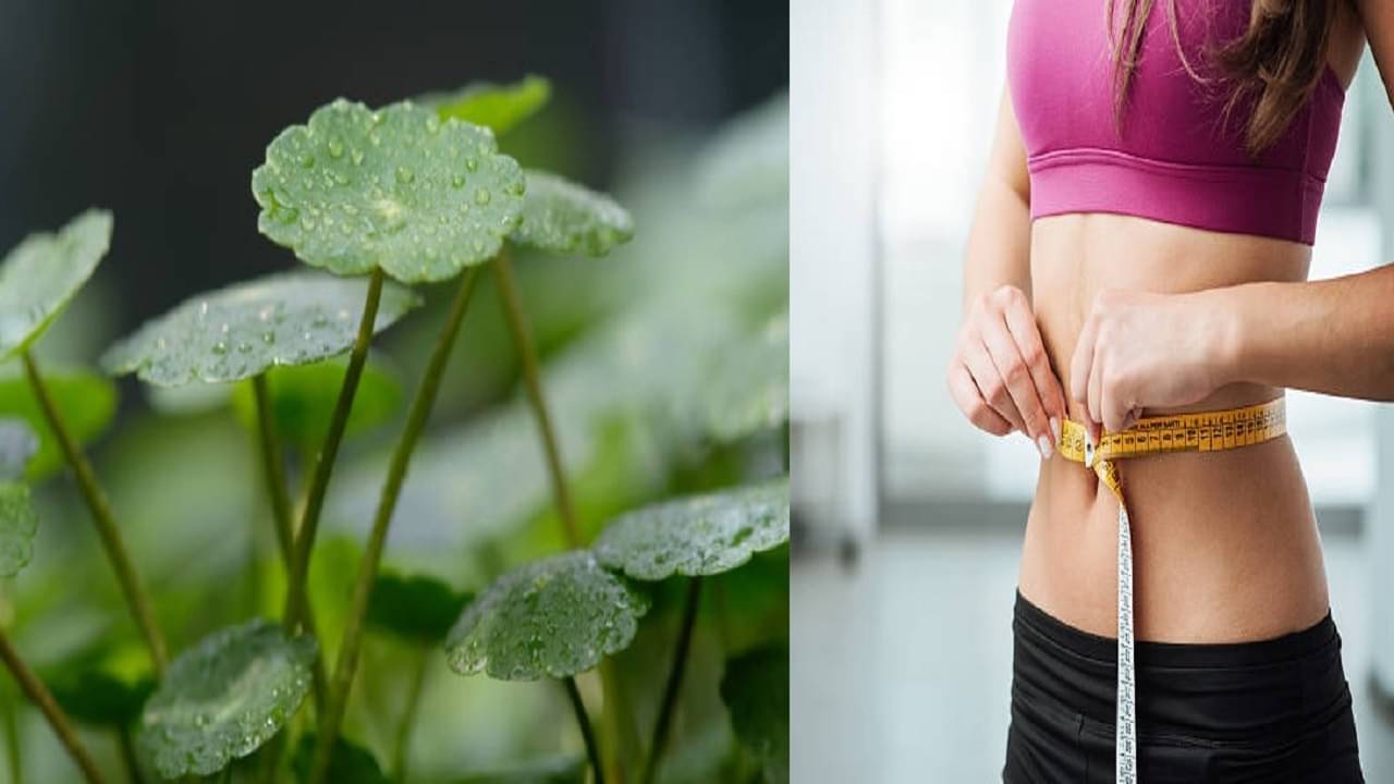 Ayurveda: দেখতে পদ্ম পাতার মত, নিয়ম করে রোজ এই ভাবে খেতে পারলে এক সপ্তাহেই সমাধান ৬ রোগের