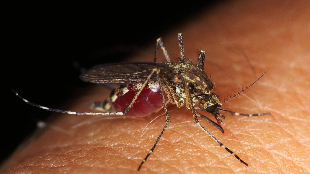 Mosquito: মশার কামড় খেয়ে এক মাস কোমায়! ৩০টি অস্ত্রোপচারে বাদ গেল পায়ের আঙুল