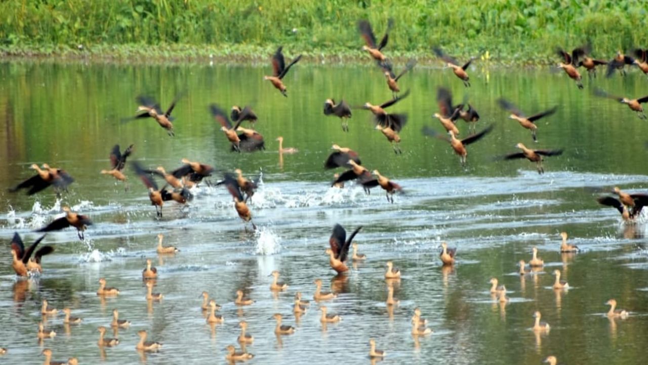 Migrnat Bird: শীত এলেই এলাকায় ভিড় করে পরিযায়ীরা, নানা রঙের পাখির সমারোহে সেজে ওঠে এলাকার জলাশয়গুলি