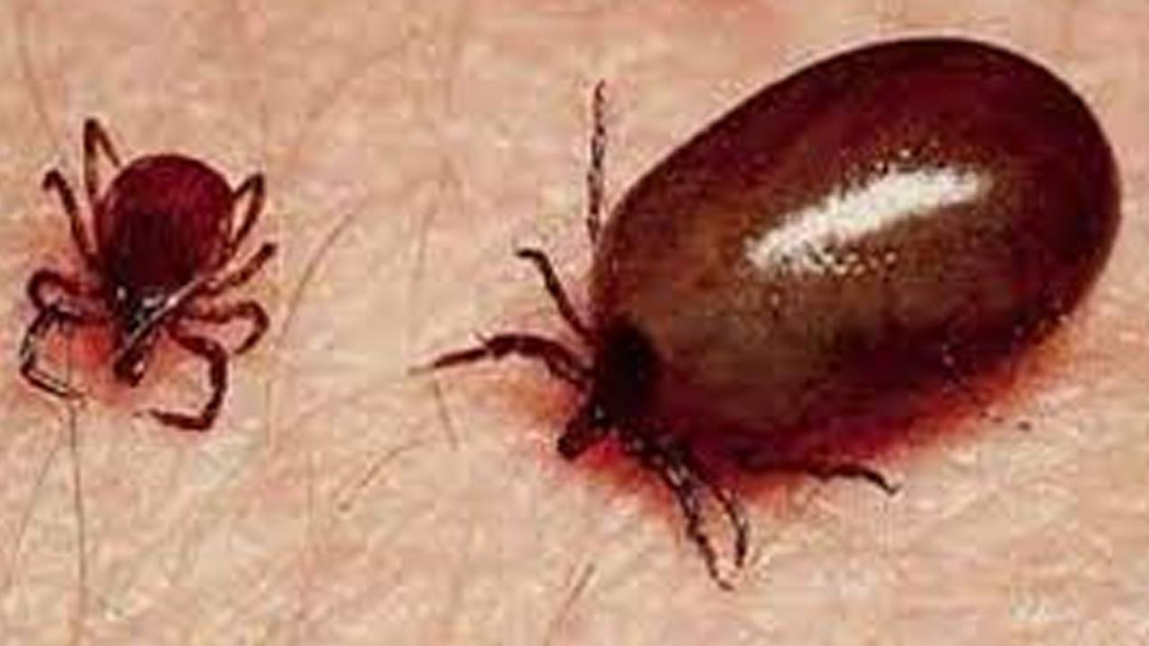 Scrub Typhus: ডেঙ্গির দোসর হয়ে এবার ভয় ধরাচ্ছে স্ক্রাব টাইফাস, চিন্তা বাড়ছে জলপাইগুড়িতে