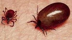 Scrub Typhus: ডেঙ্গির দোসর হয়ে এবার ভয় ধরাচ্ছে স্ক্রাব টাইফাস, চিন্তা বাড়ছে জলপাইগুড়িতে Scrub Typhus: ডেঙ্গির দোসর হয়ে এবার ভয় ধরাচ্ছে স্ক্রাব টাইফাস, চিন্তা বাড়ছে জলপাইগুড়িতে