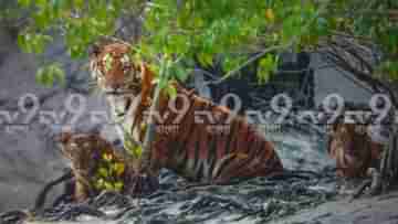 Royal Bengal Tiger: দুই ছানা নিয়ে খাঁড়িতে বসে বাঘিনী, শীতের মুখেই সুন্দরবনে রয়্যাল ফ্যামিলির দর্শন