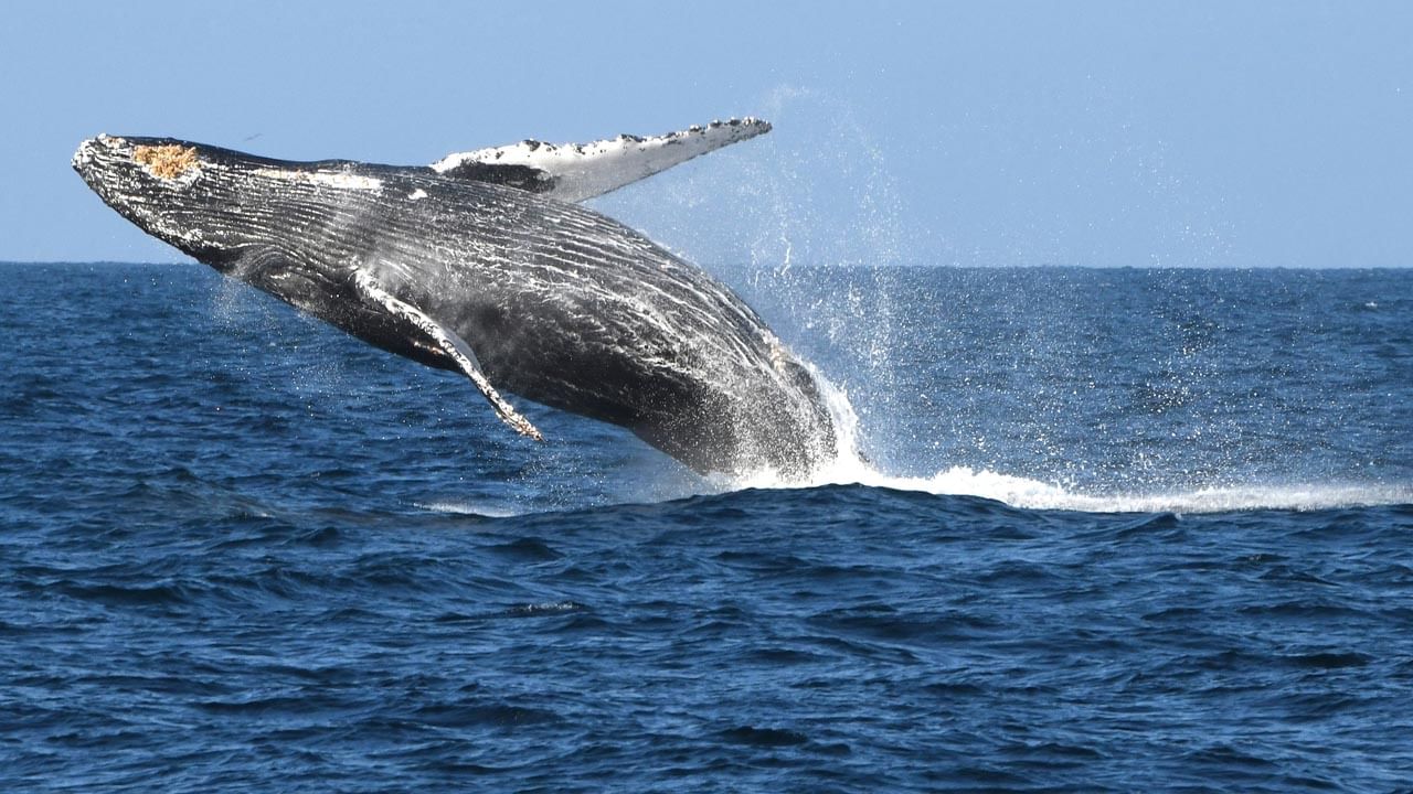 Blue Whale: রোজ এক কোটি মাইক্রো প্লাস্টিক যায় নীলতিমির পেটে! - Blue