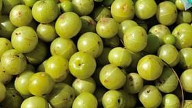 Health Benefits of Amla: যে ৫ কারণে শীতের ডায়েটে থাকবে আমলকি... Health Benefits of Amla: যে ৫ কারণে শীতের ডায়েটে থাকবে আমলকি...
