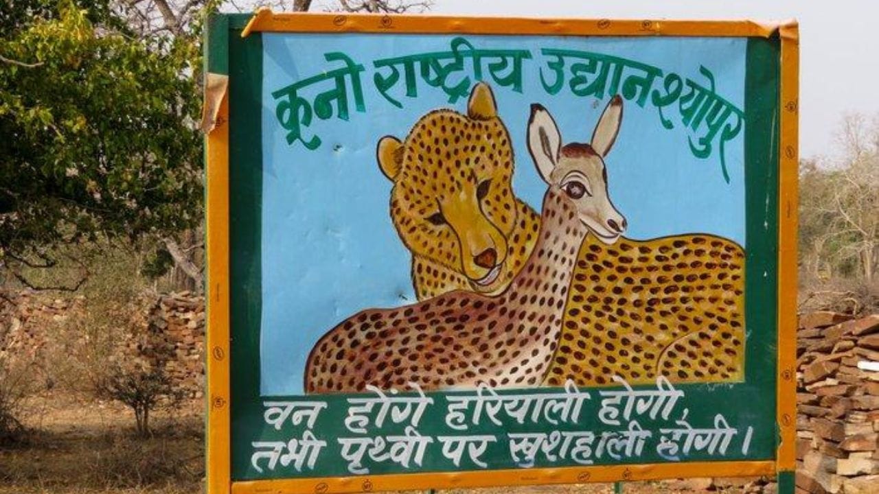 ১৯৫২ সালে সরকারি ভাবে এশীয় চিতাকে বিলুপ্ত বলে ঘোষণা করা হয়। ২০২২-এ পুনরায় ভারতের মাটিতে ঘুরতে দেখা গেল চিতা। তবে এশীয় নয়, আফ্রিকান চিতা। ২০২২-এর ১৭ সেপ্টেম্বর নামিবিয়া থেকে ৮টি আফ্রিকান চিতা আনা হয় মধ্যপ্রদেশের কুনো পালপুর জঙ্গলে।