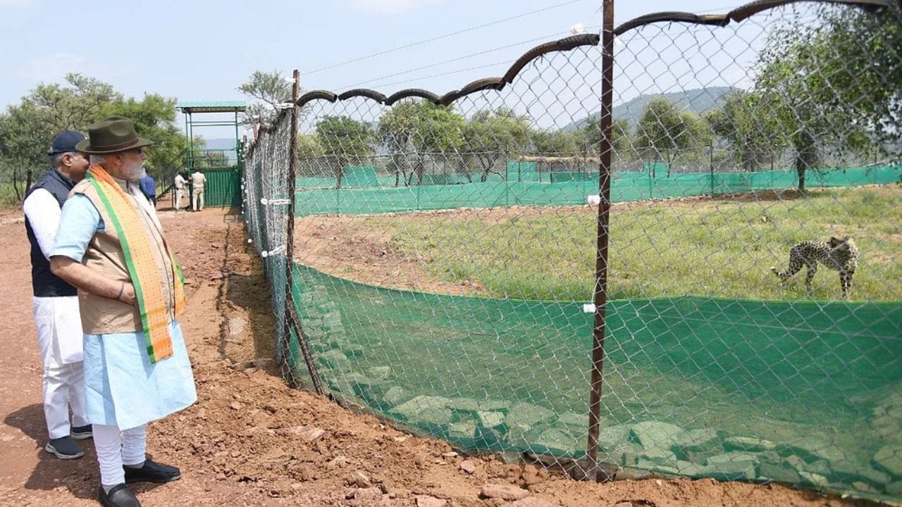 প্রায় দু'মাস কোয়ারন্টিনে রাখা হয় চিতাদের। ২২-এর নভেম্বরের শুরুতে প্রধানমন্ত্রী নরেন মোদী টুইট করে লেখেন, "বাধ্যতামূলক কোয়ারেন্টাইনের পর কুনোর জঙ্গল পরিস্থিতির সঙ্গে মানিয়ে নেওয়ার জন্য ২টি চিতাকে জঙ্গলের বৃহত্তর অংশে ছেড়ে দেওয়া হয়েছে। অন্যগুলিকেও খুব দ্রুত ছেড়ে দেওয়া হবে। আমি এটা জেনে খুব খুশি হয়েছি, চিতা গুলি সুস্থ রয়েছে এবং তাদের মানিয়ে নিতে কোনও অসুবিধা হচ্ছে না।" 