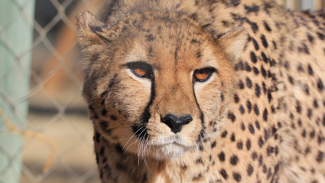 Cheetah in India: আবার আফ্রিকা থেকে আসছে চিতা, অপেক্ষা মাত্র কয়েকদিনের