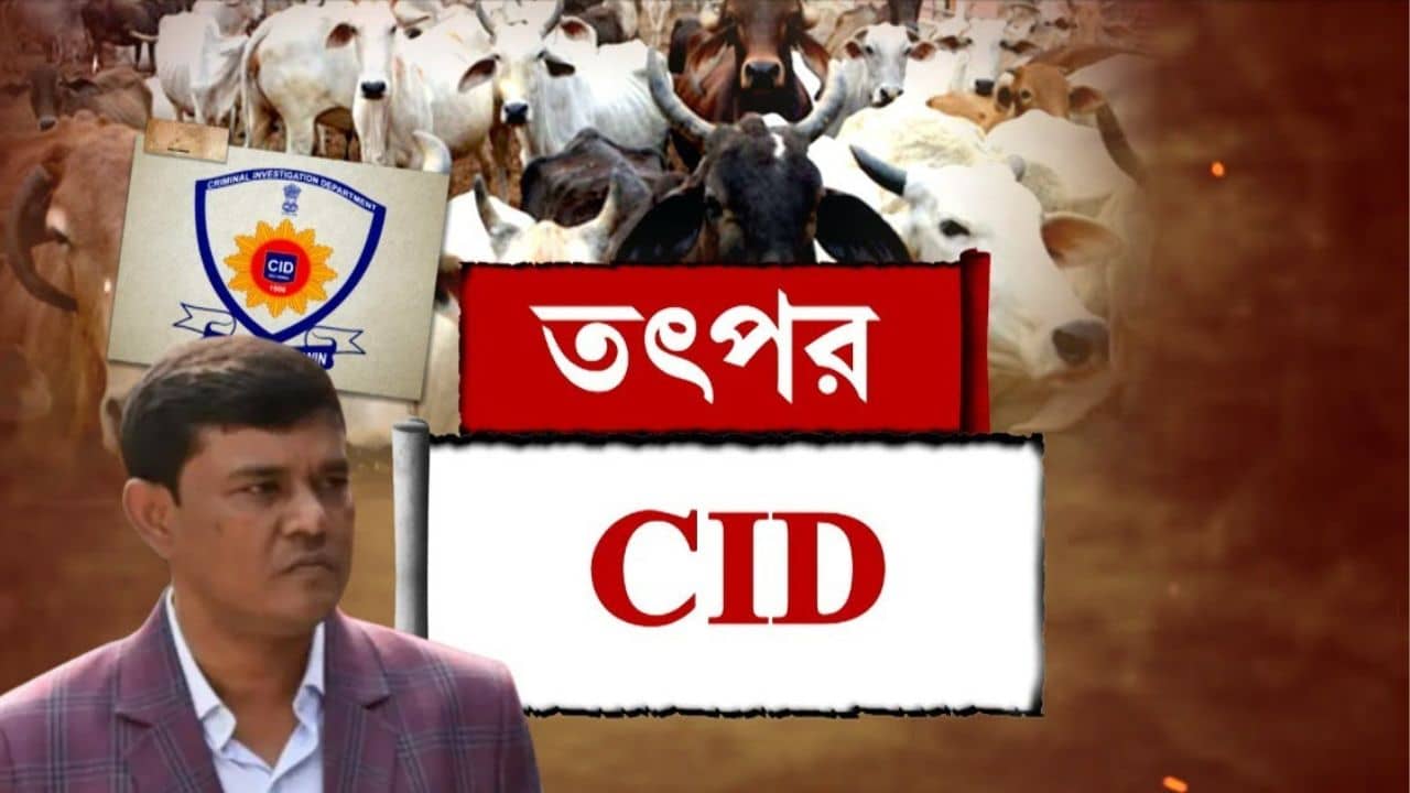 Cow Smuggling Case: যা করেছে, ভাগ্নেরা করেছে..., CID-র প্রশ্নবাণে আর যা যা বললেন এনামুল