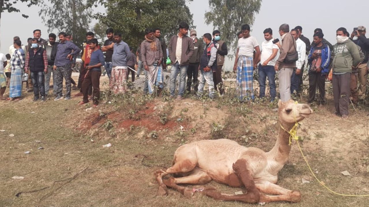 Camel Recover: দৌলতপুর এলাকা থেকে উদ্ধার ১১টি উট, গ্রেফতার ১