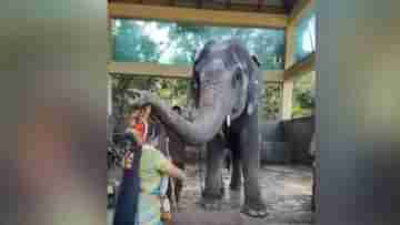 Elephant Blesses: নৃত্যরত মহিলার মাথায় শুঁড় ঠেকিয়ে আশীর্বাদ করছে গজরাজ, ভাইরাল ভিডিয়ো