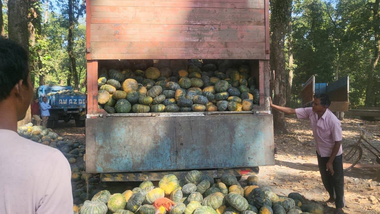 Jalpaiguri Smuggling: লরি ভর্তি মিষ্টি কুমড়ো, তার ভিতরেই অর্ধ কোটি টাকার সম্পত্তি...চোখে ঝিলমিল পুলিশেরও