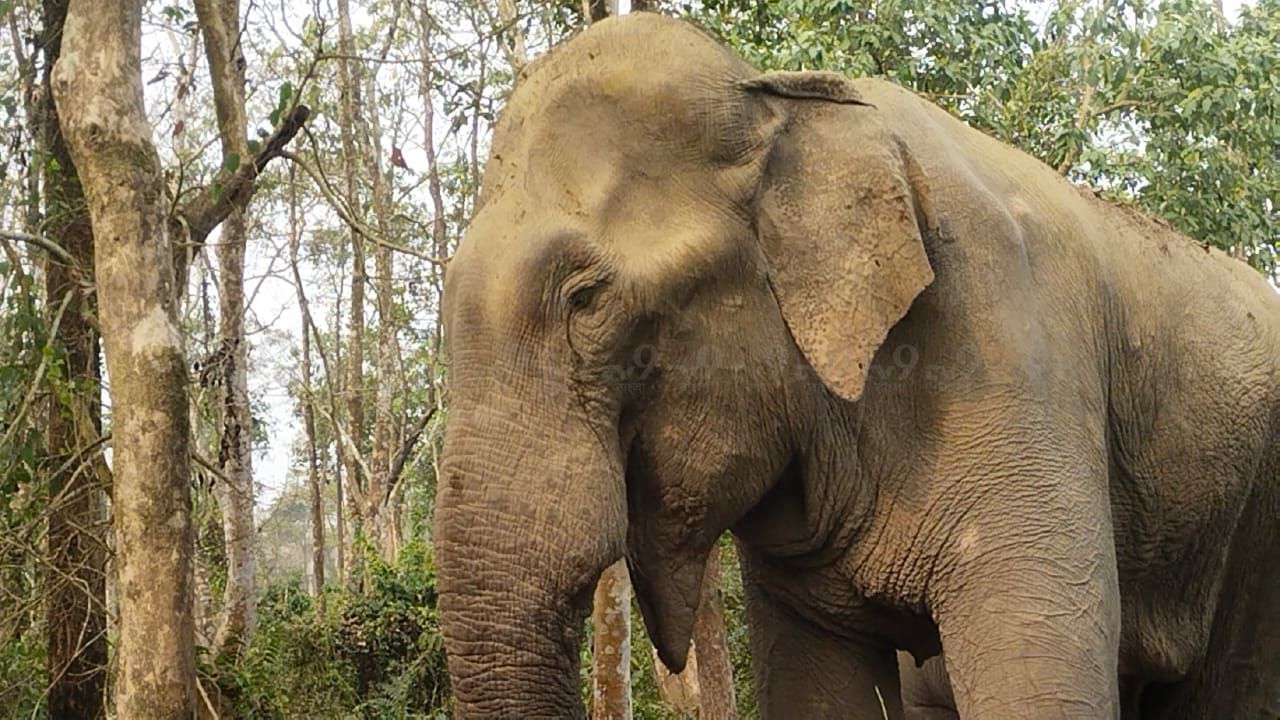 Jalpaiguri Elephant: এক মাসেরও বেশি সময়ে ঠায় দাঁড়িয়ে, নির্বাক দৃষ্টি করছে ইশারা...দাঁতালের করুণ অবস্থায় প্রশ্নের মুখে বন দফতর