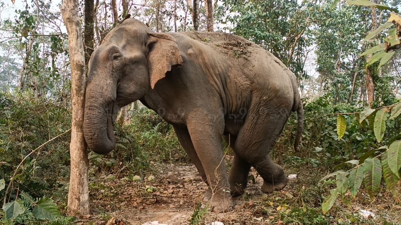 Jalpaiguri Elephant: ২ বছর পর তৎপরতা, অসুস্থ হাতির পুলিশ বাহিনী, কুনকি হাতি দিয়ে এলাকা ঘিরে শুরু চিকিৎসা বনদফতরের