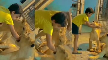 Viral video: Little boy playing with his hand in the lion's mouth, scary video