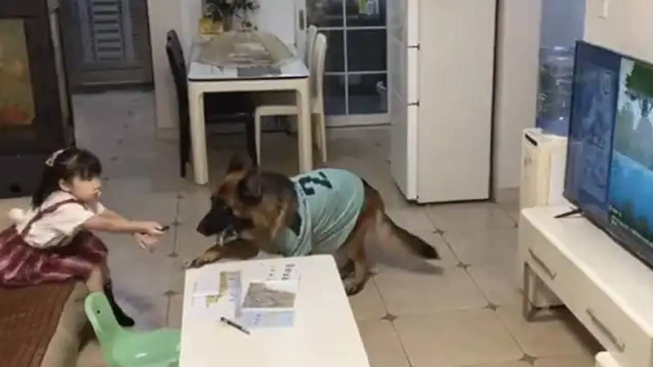 Viral Video: বাবা আসছেন! টিভি বন্ধ করে মনের মানুষকে পড়তে বসার কথা মনে করাল কিউট পোষ্য কুকুর