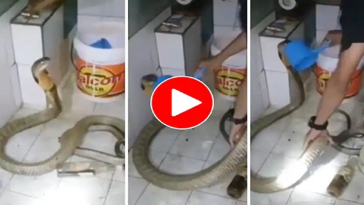 Viral Video: বিন্দুমাত্র ভয় নেই! মগে করে জল ঢেলে বিষাক্ত কোবরাকে স্নান করাচ্ছেন ব্যক্তি