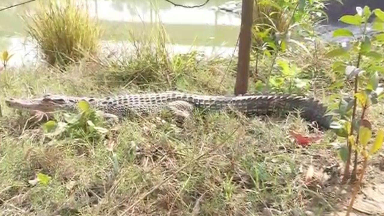 সূত্রের খবর, মঙ্গলবার রাত দেড়টা নাগাদ দুটি টেলারে করে জিরাফ দুটিকে নিউ টাউনে আনা হয়। গোটা কলকাতা ঘুরে ভোর তিনটে নাগাদ তারা পৌঁছয় ইকো পার্কের ৬ ও ৭ নম্বর গেটের মাঝে অবস্থিত হরিণালয়ে। মূল গেট থেকে হরিণালয়ে প্রবেশ করে ডানদিকে পাখিদের খাঁচা পেরিয়ে জিরাফের এনক্লোজার। সেখানেই আপাতত বিশ্রাম ও পর্যবেক্ষণে রাখা হয়েছে দুই নাবগত অতিথিকে।