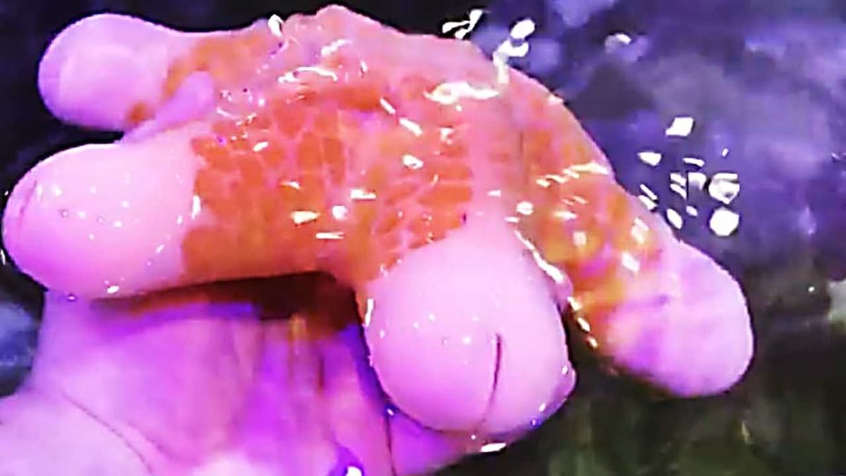 Video: গোলাপী রঙের পুরুষাঙ্গের মতো পাঁচটি হাত, কেটে দিলে ফের গজিয়ে যায়