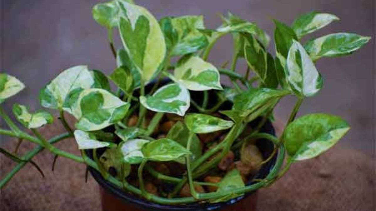 Money Plant Vastu: বাড়িতে চুরি করা মানি প্ল্যান্ট লাগানো শুভ না অশুভ? বাস্তুশাস্ত্র কী বলে, জানুন