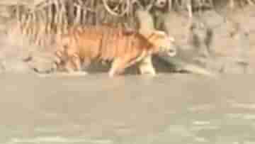 Sundarban Royal Bengal Tiger: সুন্দরবনে আজ রয়্যাল দর্শন, পর্যটকের তোলা ভিডিয়ো মন কাড়ল নেটিজেনদের