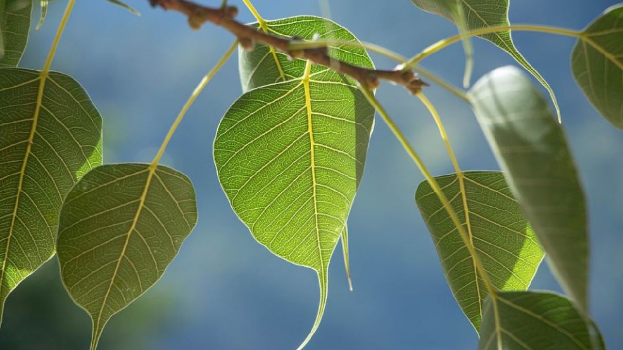 অশ্বত্থ গাছ: এই গাছে দেবতারা বাস করেন। পুজো হয়, কিন্তু বাড়ির কাছের পিপল গাছ শুভ নয়। এর ছায়াকে অশুভ মনে করা হয়। কথিত আছে পিপল গাছের ছায়া যতদূর যায়, ধ্বংস করে। তাই বাড়ির আশেপাশে অশ্বত্থ গাছ থাকলে তাতে স্পর্শ করবেন না।