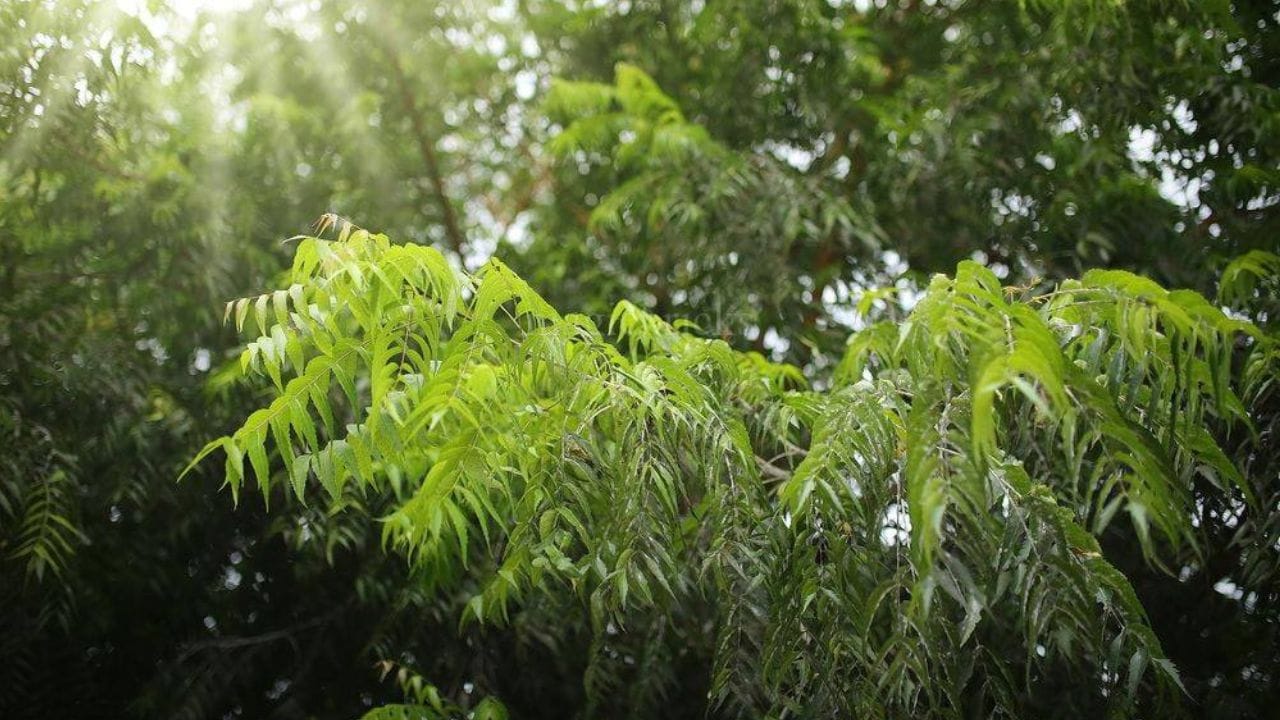 বাবলা গাছ: বাড়ির চারপাশে আগাছার মত বাবুল গাছ নিজে থেকেই বেড়ে ওঠে