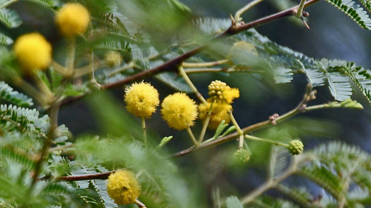 বাবলা গাছ: বাড়ির চারপাশে আগাছার মত বাবুল গাছ নিজে থেকেই বেড়ে ওঠে। কিন্তু বাস্তু অনুসারে বাড়ির চারপাশে বাবলা গাছ জন্মানো শুভ বলে মনে করা হয়। বাবলা গাছ ঘরে নেতিবাচক শক্তির প্রবাহ বাড়ায়। কারণ বাবলা গাছে কাঁটা থাকে, যা কাজে বাধার পাশাপাশি নেতিবাচক শক্তির সঞ্চার করে এবং বাড়ির সদস্যদের স্বাস্থ্যের উপর নেতিবাচক প্রভাব ফেলে।