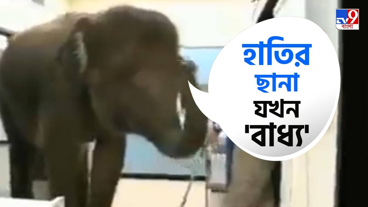 Viral Video: এক্কেবারে বাধ্য রোগী! নিজের এক্স-রে নিজেই করাতে ল্যাবে পৌঁছল গজরাজ