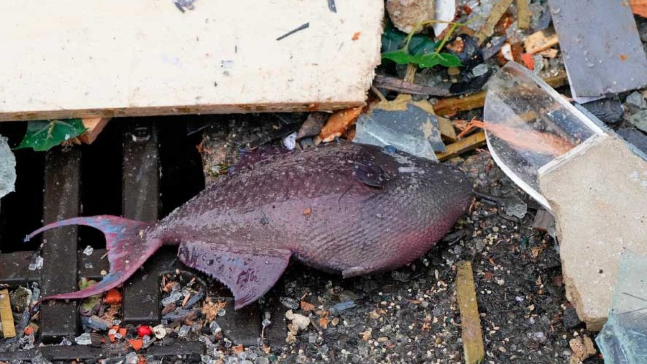 শুক্রবার জার্মানির বার্লিনের রেডিসন ব্লু হোটেলে এই ঘটনা ঘটে। হোটেলের ভিতর রাখা এই অ্যাকোয়ারিয়ামটি বিখ্যাত সে দেশের মানুষের কাছে। বহু মানুষই ওই হোটেলে আসেন অ্যাকোয়ারিয়ামটির টানেই। বিশ্বের বৃহত্তম ‘সিলিন্ড্রিক্যাল অ্যাকোয়ারিয়াম’ এটি। কম করে ১০০ প্রজাতির মাছ ছিল তাতে। ১৫০০টির বেশি মাছ মারা যায়। ছবি সংগৃহীত