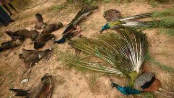 Peacock Death: খামারবাড়ি চত্বর থেকে উদ্ধার ১৫টি ময়ূরের মৃতদেহ