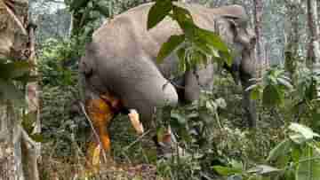 Elephant: শরীরে ছড়িয়ে পড়ছে সেপ্টিসেমিয়া, হলুদ গুঁড়ো লাগিয়ে চিকিৎসা চলছে নাগরাকাটার অসুস্থ হাতির