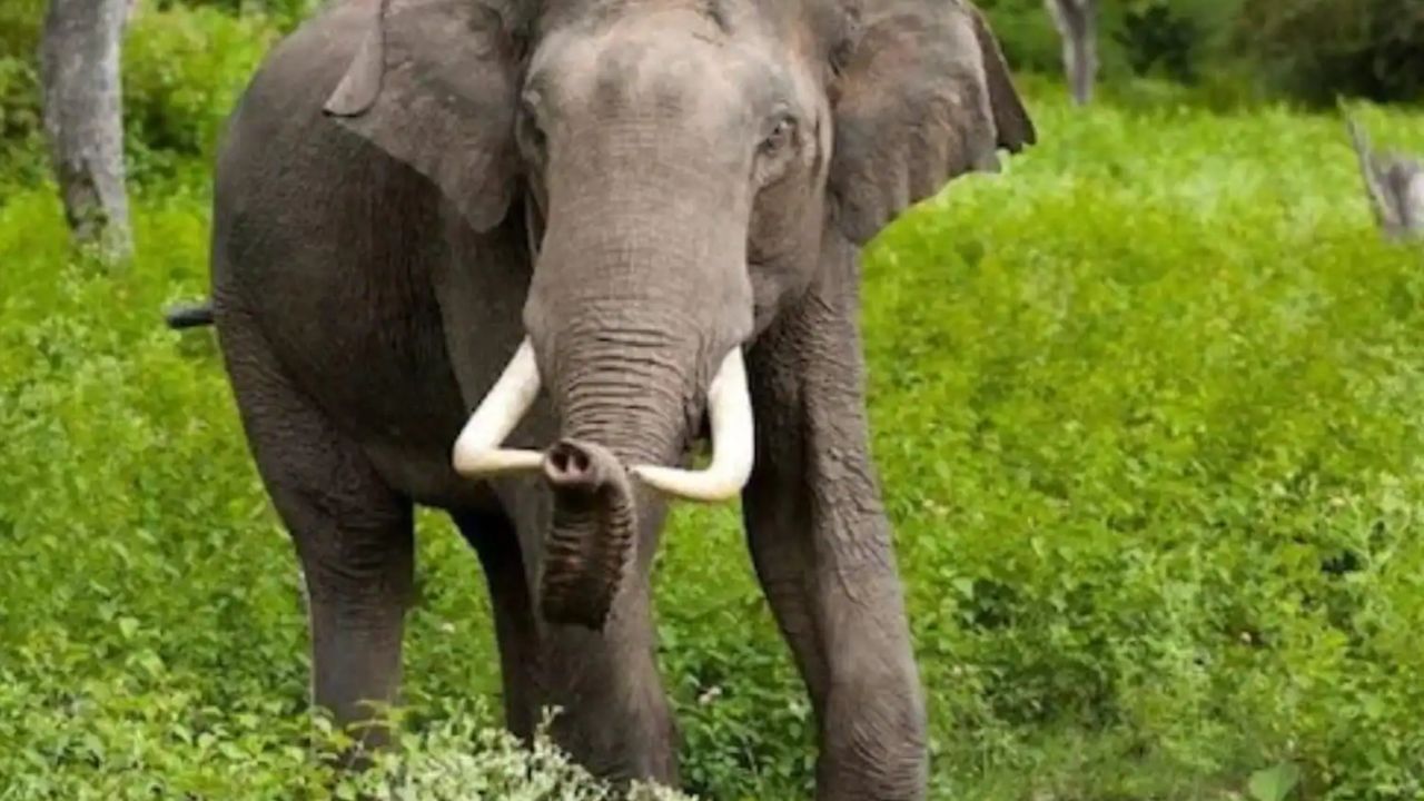 Elephant Tusk Trafficking: পাচারের প্রাক্কালে উদ্ধার ২ টন ওজনের হাতির দাঁত, ধৃত ৩