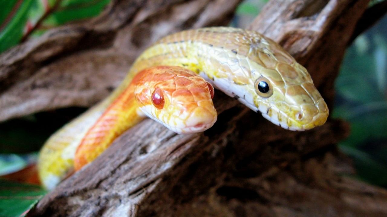 Snake clitorises: সাপের দেহেও ক্লিটোরিস? প্রমাণ করলেন বিজ্ঞানীরা